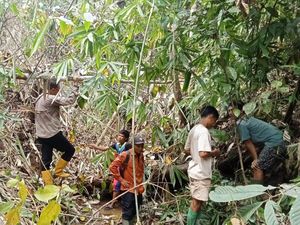 Harimau Mangsa 17 Kerbau di Muratara, Warga Takut ke Kebun