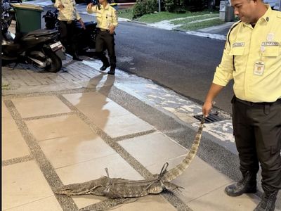 Penangkapan Biawak di Rumah Chelsea Olivia