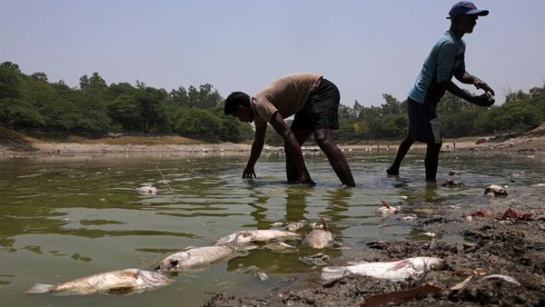 Danau Sanjay Mengering, Ikan Mati Bermunculan di New Delhi