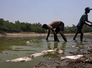 Danau Sanjay Mengering, Ikan Mati Bermunculan di New Delhi