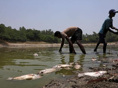 Danau Sanjay Mengering, Ikan Mati Bermunculan di New Delhi
