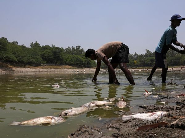 Danau Sanjay Mengering, Ikan Mati Bermunculan di New Delhi