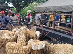 Harga Kambing-Domba di Lumajang Naik Rp 500 Ribu Jelang Kurban