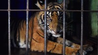 Terjebak Jerat Babi, Anak Harimau Sumatera Berhasil Dievakuasi BKSDA