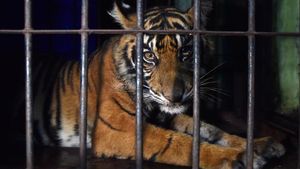 Terjebak Jerat Babi, Anak Harimau Sumatera Berhasil Dievakuasi BKSDA