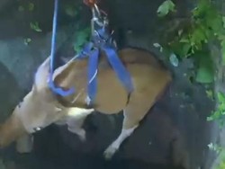 Viral Evakuasi Dramatis Sapi Terjebak di Sumur Tua Abiansemal Badung