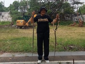 Hii! Ular Bermunculan Saat Kerja Bakti Bersih-bersih Benteng Vastenburg Solo