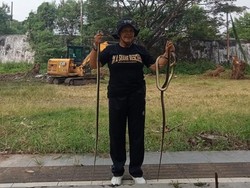 Hii! Ular Bermunculan Saat Kerja Bakti Bersih-bersih Benteng Vastenburg Solo