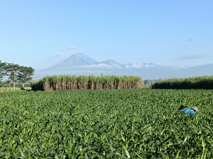 Gunung Semeru Erupsi Pagi Ini, Lontarkan Abu Vulkanik 1 Km