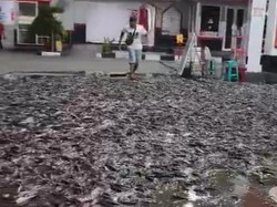 Ribuan Lele Tumpah di SPBU Cokro Klaten Sempat Bikin Macet