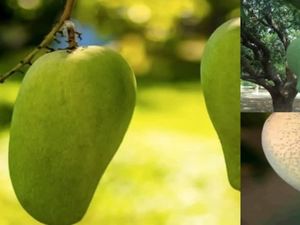 Beratnya 5 Kilogram, Mangga Jumbo Ini Dibanderol Rp500 Ribuan