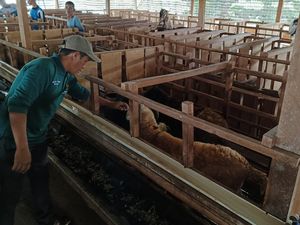 Cerita Peternak Lampung Ikut Program Balai Ternak BAZNAS: Punya 50 Kambing