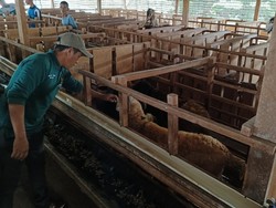Peternak Binaan BAZNAS di Lampung Tengah Naik Kelas, Kini Punya Usaha Pakan