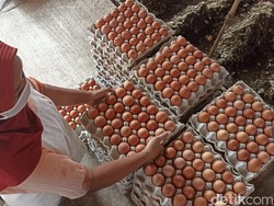 Peternak Blitar Menjerit Saat Harga Telur Anjlok Jadi Rp 21 Ribu/Kg