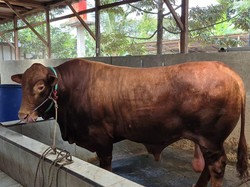 Ini Bobi, Sapi Limousin 1,1 Ton yang Jadi Hewan Kurban Prabowo di Serang