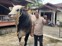 Penampakan Sapi Kurban Presiden di Sumut Capai 1,1 Ton Seharga Rp 143 Juta