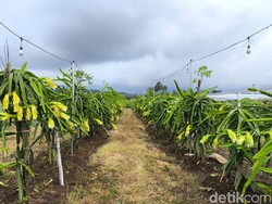 Oase Buah Naga di Balik Sepinya Pasar Jalaksana Kuningan
