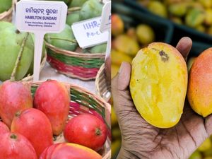 Tak Hanya Langka, Mangga Odisha India Punya Sejarah Kolonial Panjang!