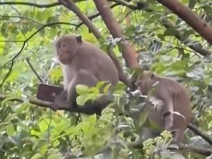 Viral Monyet Curi Handphone Pemain Golf di Sentul, Dibawa ke Pohon