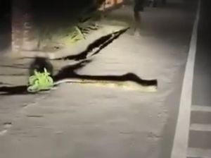 Ngeri! Ular Piton 3 Meter Menyeberang Jalan ke Jalur Bromo