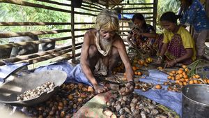 Orang Rimba Mulai Bertani demi Bertahan di Tengah Perubahan Hutan