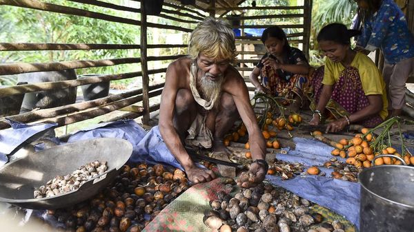 Orang Rimba Mulai Bertani demi Bertahan di Tengah Perubahan Hutan