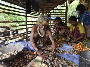 Orang Rimba Mulai Bertani demi Bertahan di Tengah Perubahan Hutan
