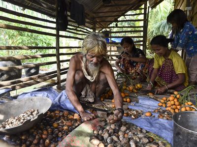 Orang Rimba Mulai Bertani demi Bertahan di Tengah Perubahan Hutan