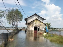 Desa Tunggulsari Pati Kena Banjir Rob, 69 Rumah Terdampak