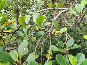 Kaltim Punya Mangrove Langka, tapi Terancam Punah karena Alih Fungsi Lahan