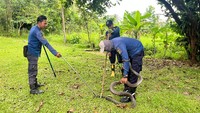 Hiii! King Kobra Masuk Halaman Rumah Warga di Bogor, Damkar Turun Tangan