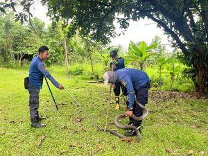 Hiii! King Cobra Masuk Halaman Rumah Warga di Bogor, Damkar Turun Tangan