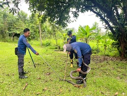 Hiii! King Cobra Masuk Halaman Rumah Warga di Bogor, Damkar Turun Tangan