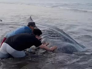 Hiu Tutul 1 Ton Terdampar di Pantai Banjarsari Cilacap, Mati Saat Diselamatkan