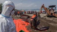 Hiu Tutul Raksasa Terdampar di Pantai Cilacap, Mati Saat Dievakuasi