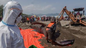 Hiu Tutul Raksasa Terdampar di Pantai Cilacap, Mati Saat Dievakuasi