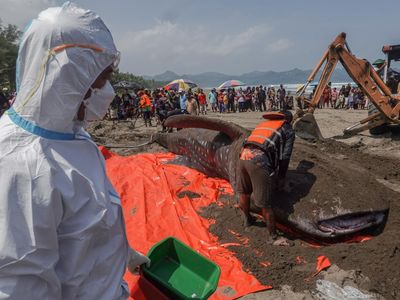 Hiu Tutul Raksasa Terdampar di Pantai Cilacap, Mati Saat Dievakuasi