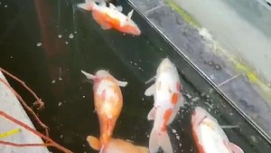 Imbas Pemadaman Listrik, Ikan Koi Walkot Pekanbaru Mati-Usaha Warga Terdampak
