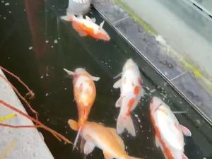 Imbas Pemadaman Listrik, Ikan Koi Walkot Pekanbaru Mati-Usaha Warga Terdampak