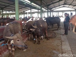 Mengingat Pesan Toleransi dari Sunan Kudus Lewat Tradisi Kurban Kerbau