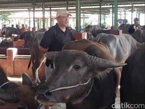 Ramai Warga Kudus Berburu Kerbau Jelang Hari Raya Kurban
