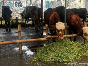 Pedagang Ungkap Penjualan Sapi Kurban di Jakarta Tetap Tinggi Meski Harga Naik