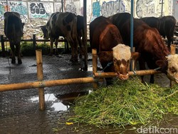 Pedagang Ungkap Penjualan Sapi Kurban di Jakarta Tetap Tinggi Meski Harga Naik
