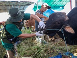 Pemkot Surabaya Perketat Pemeriksaan Hewan Kurban Jelang Idul Adha