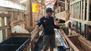 Jelang Idul Adha, Penjualan Kambing di Lamongan Anjlok
