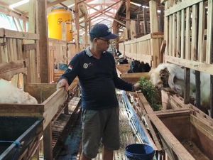 Jelang Idul Adha, Penjualan Kambing di Lamongan Anjlok