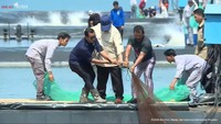 Momen Prabowo Panen Udang Bareng Penambak di Kebumen Jateng