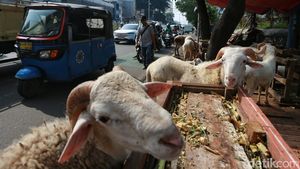 Pramono Larang Pedagang Hewan Kurban Jualan di Trotoar