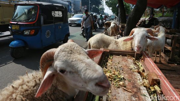 Pramono Larang Pedagang Hewan Kurban Jualan di Trotoar