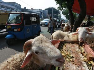 Pramono Larang Pedagang Hewan Kurban Jualan di Trotoar